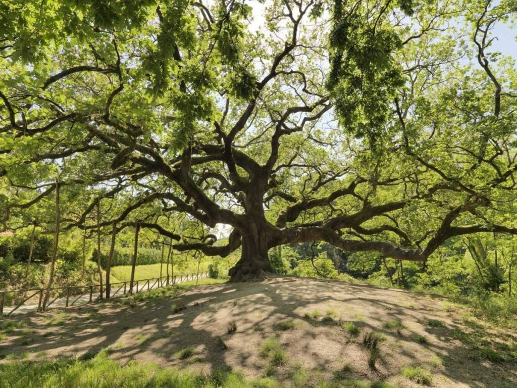 Quercia delle streghe